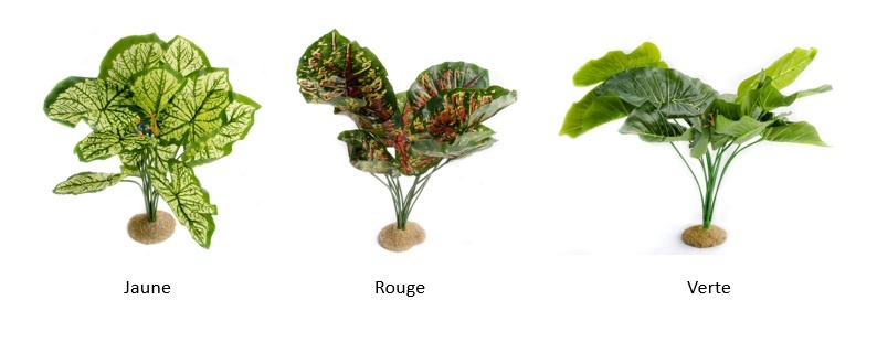 Aqua Globe Casia silk plant