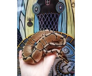 Download Python Royal Spider Male Bebe Magazoo L Univers Des Reptiles Desktop Wallpaper Get Wallpaper Python Royal Spider Male Bebe Magazoo L Univers Des Reptiles For iPhone Free