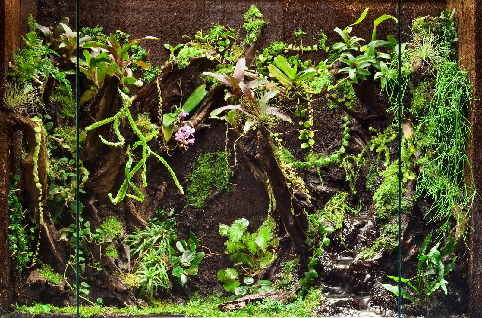 Fern Wood FERNWOOD Background Fougère arborescente