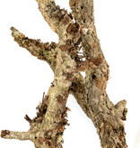 NewCal Pets NEWCAL NC-CBBLB Branches écorce  assorties 15 lbs TOUS DIAMÈTRES