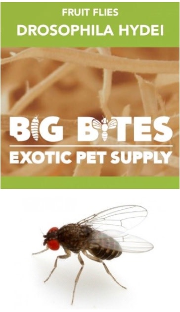 Big Bites Culture de mouche à fruit hydeiu - Hydei fruit fly culture