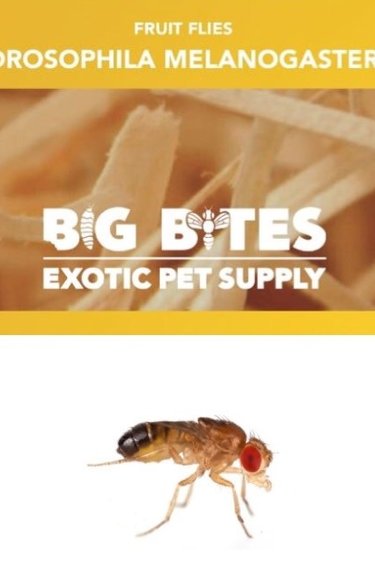 Big Bites Melanogaster Fly Culture