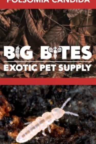Big Bites Springtails Standard White culture (Folsomia  Candida)