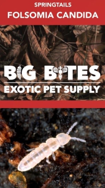 Big Bites Culture de Collembole (Folsomia Candida) - Springtails (Folsomia Candida)