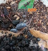 Magazoo Woodlouse culture Isopod Armadillidium Maculatum Zebra 15 pack