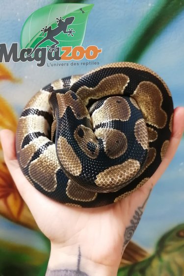 Get Serpents Magazoo L Univers Des Reptiles For Free Get Wallpaper Serpents Magazoo L Univers Des Reptiles Desktop Wallpaper Free