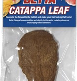 Zoomed Feuille catappa pour betta - Betta Catappa Leaf