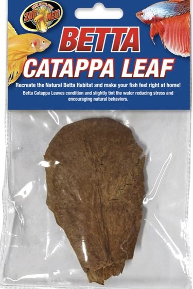 Zoomed Feuille catappa pour betta - Betta Catappa Leaf