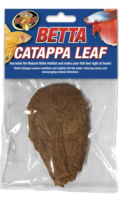 Zoomed Feuille catappa pour betta - Betta Catappa Leaf