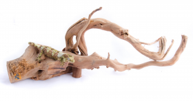 Aqua Globe AQUAGLOBE Bois d'araignée