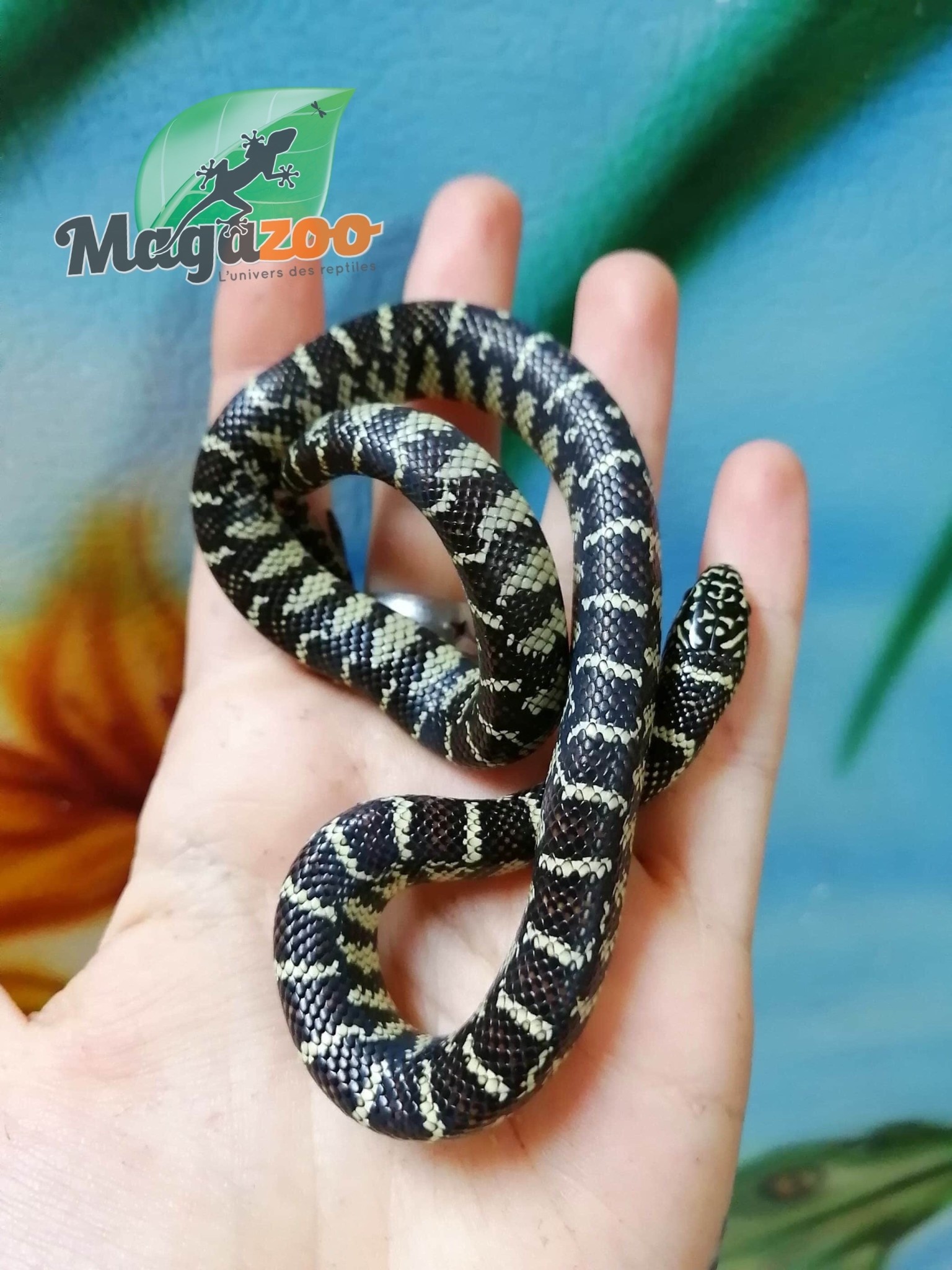 Serpent Roi De Floride Bebe Magazoo L Univers Des Reptiles