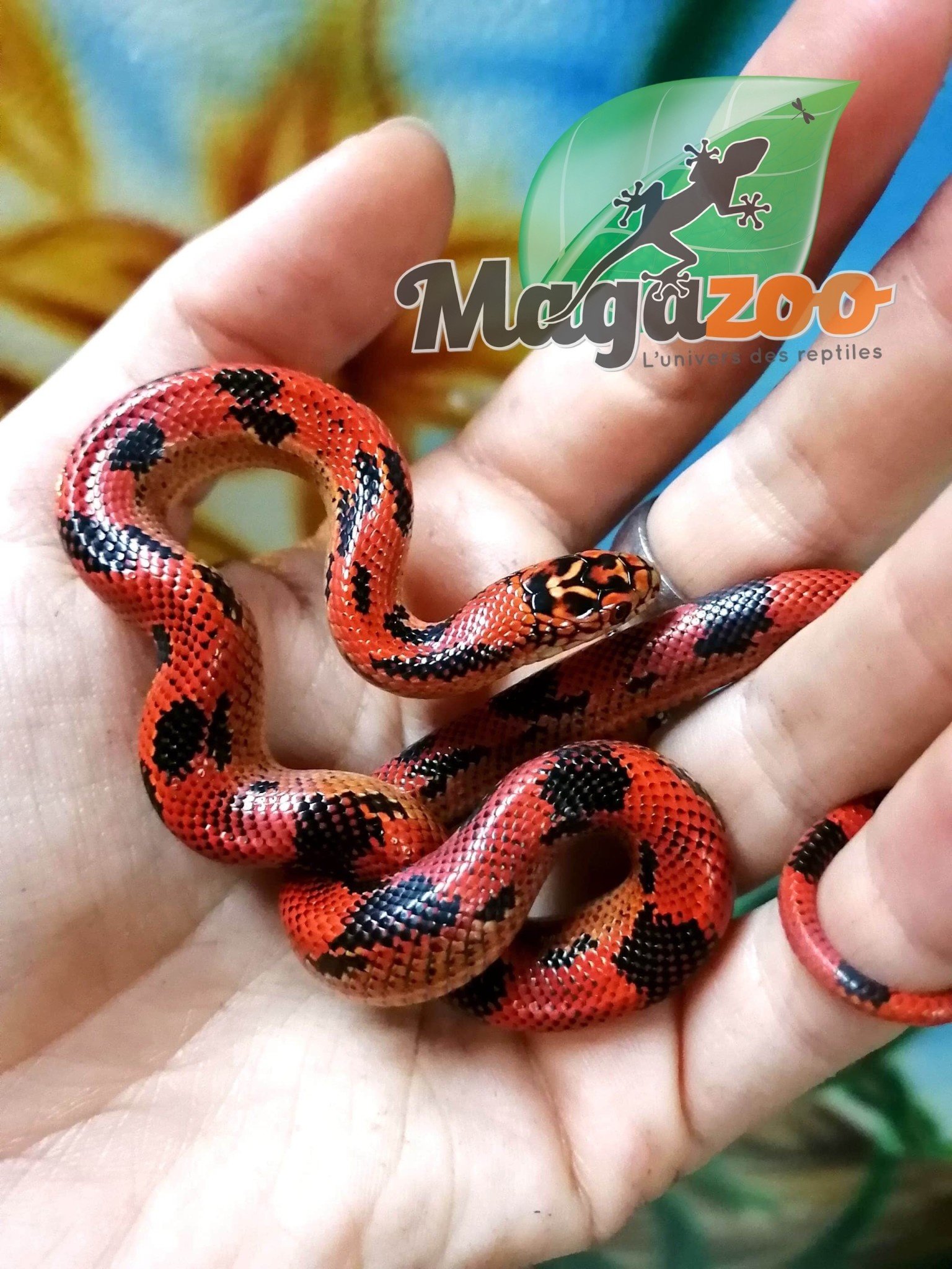 Serpent Roi Tachete Bebe Femelle Magazoo L Univers Des Reptiles