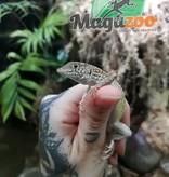 Magazoo Leopard fringe-fingered lizard male