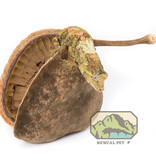 NewCal Pets NEWCAL NC-BNXL Noix de Bouddha XL