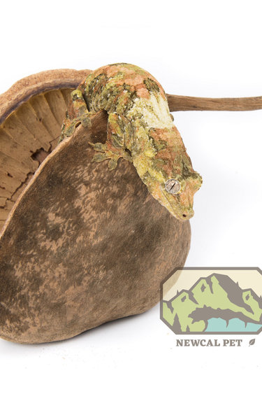 NewCal Pets NEWCAL NC-BNXL Noix de Bouddha XL