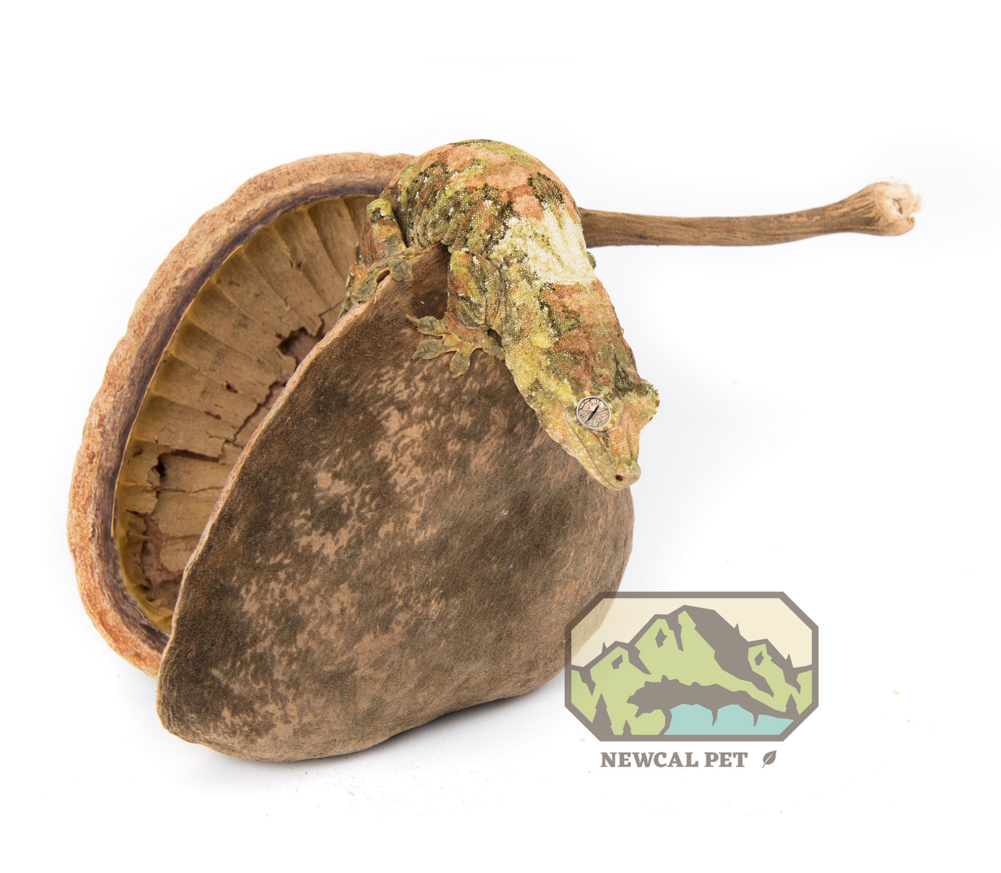 NewCal Pets NEWCAL NC-BNXL Noix de Bouddha XL