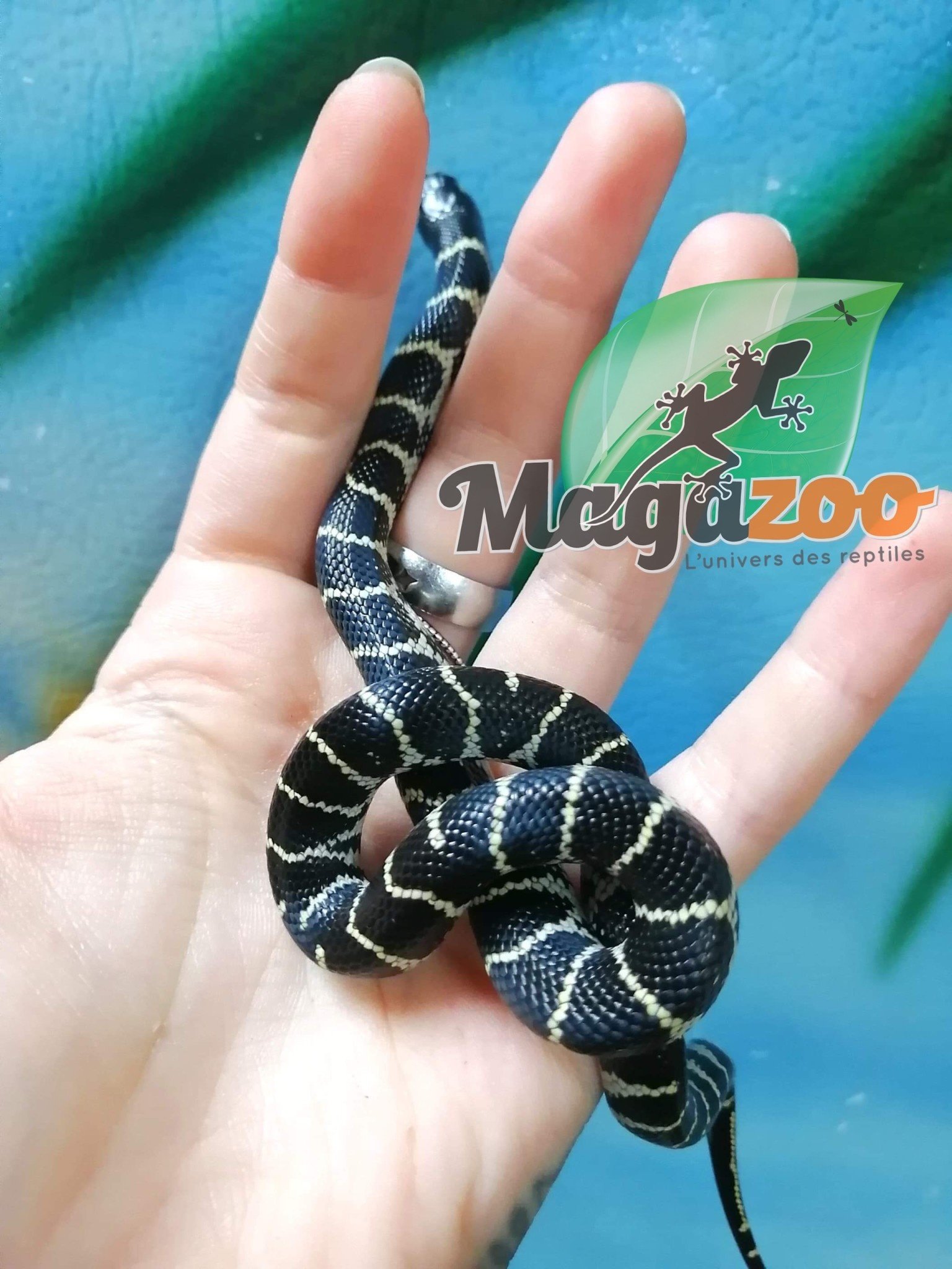 Serpent Roi De Californie Du Desert Chocolat Bebe Magazoo L Univers Des Reptiles