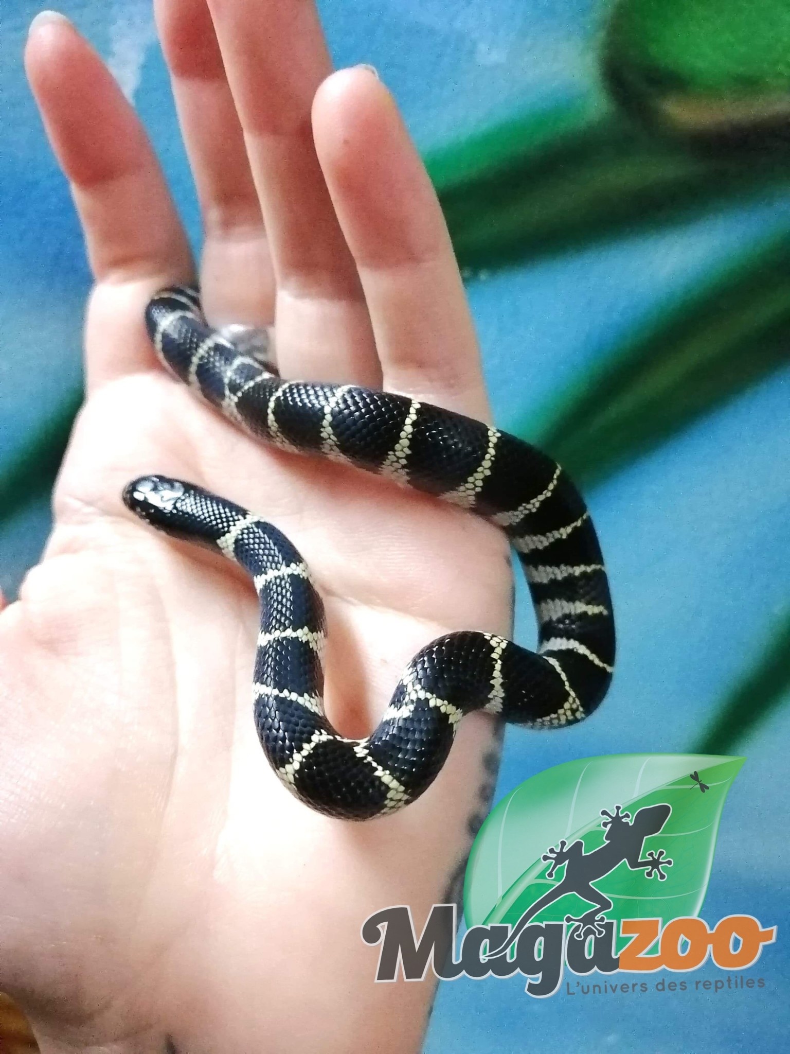 Serpent Roi De Californie Du Desert Chocolat Bebe Magazoo L Univers Des Reptiles