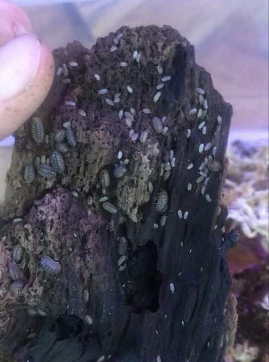 Magazoo Woodlouse culture Isopod Venezillo parvus 15 pack
