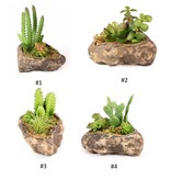 Pangea PANGEA Jardin succulent