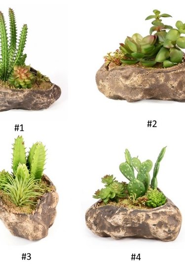 Pangea PANGEA Jardin succulent