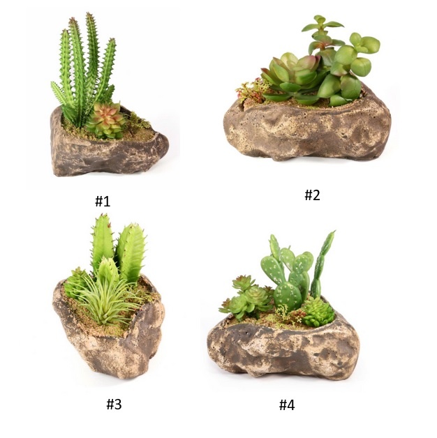 Pangea PANGEA Jardin succulent