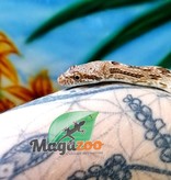 Magazoo Diadem rat snake (female)