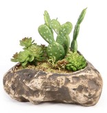 Pangea PANGEA Jardin succulent