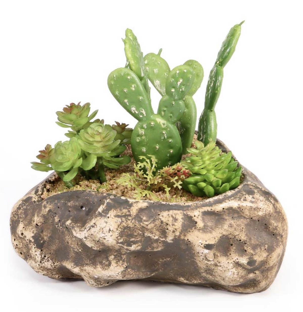 Pangea Succulent Garden