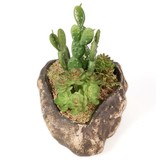 Pangea Succulent Garden