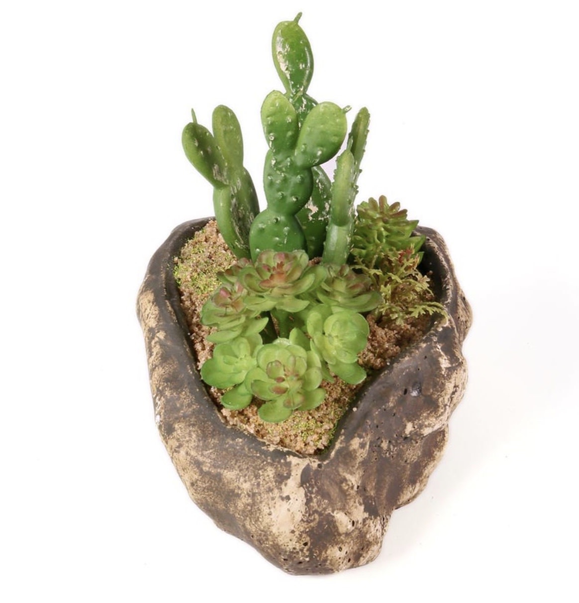 Pangea PANGEA Jardin succulent