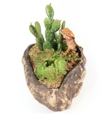 Pangea Jardin succulent - Succulent Garden