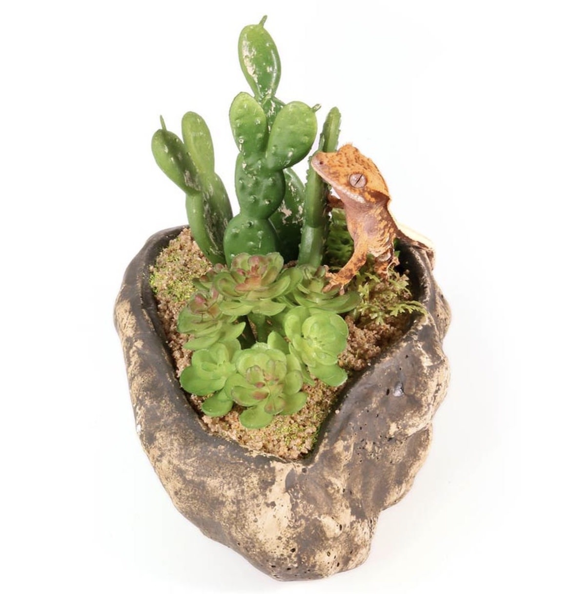 Pangea PANGEA Jardin succulent