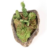 Pangea Succulent Garden