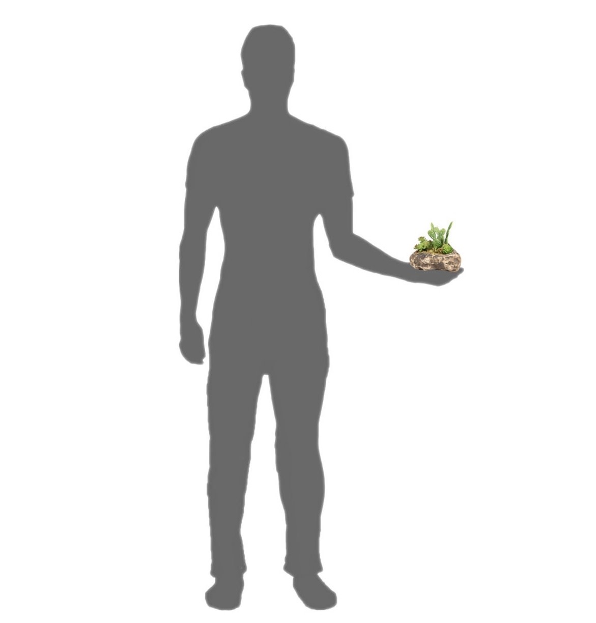 Pangea Succulent Garden