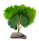 Pet-Tekk Mini Fan Palm