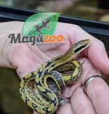 Magazoo Yunnan beauty rat snake (male)