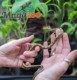 Magazoo Serpent ratier Yunnan Beauty (Mâle)