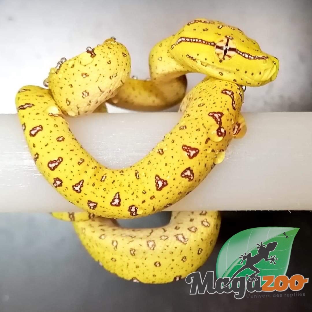 Python Vert Biak X Aru Bebe Magazoo L Univers Des Reptiles