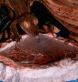 PT-190 Bol bubbler moyen - Medium bubbler bowl