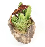 Pangea PANGEA Jardin succulent