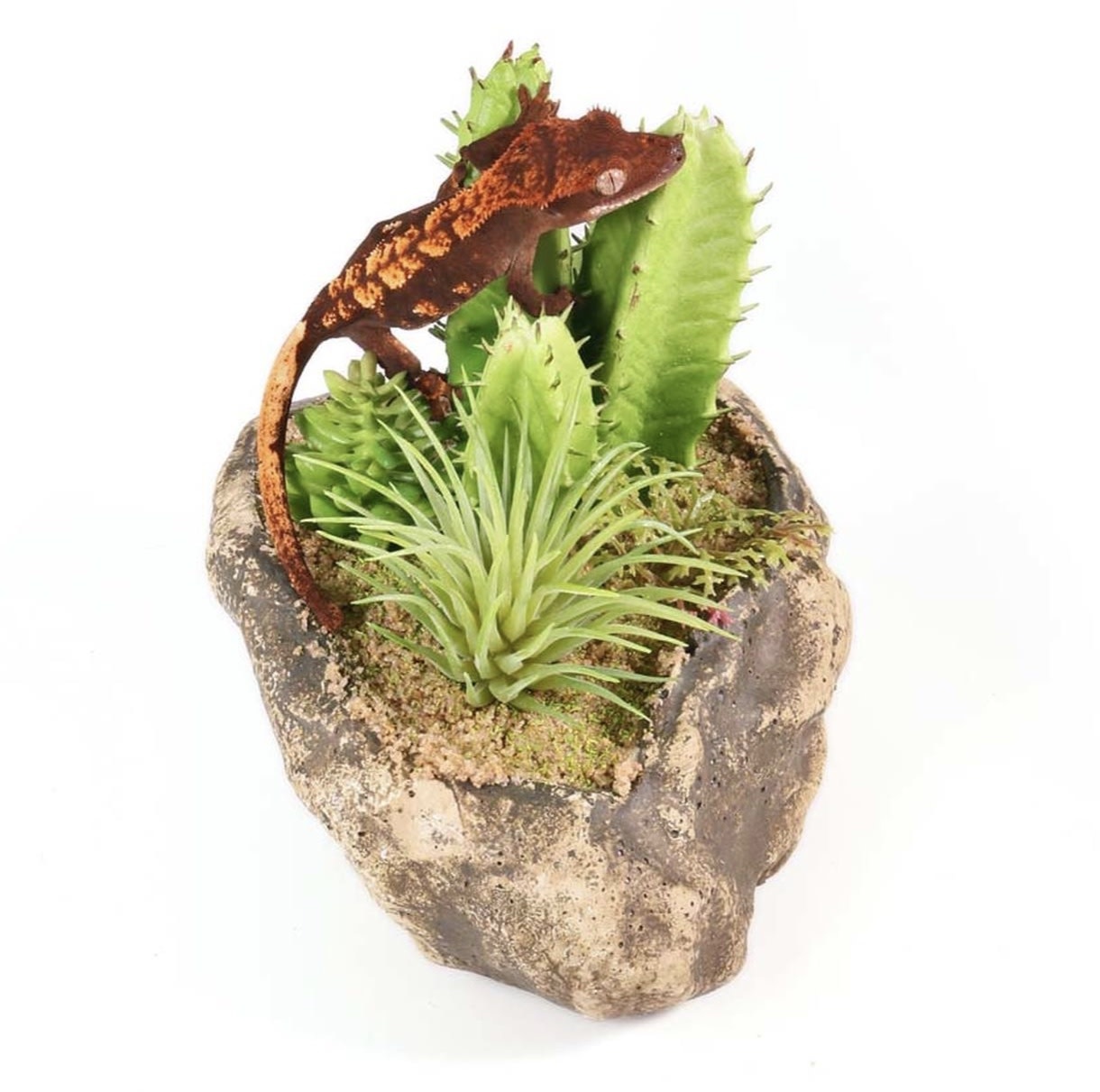 Pangea PANGEA Jardin succulent