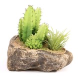 Pangea PANGEA Jardin succulent