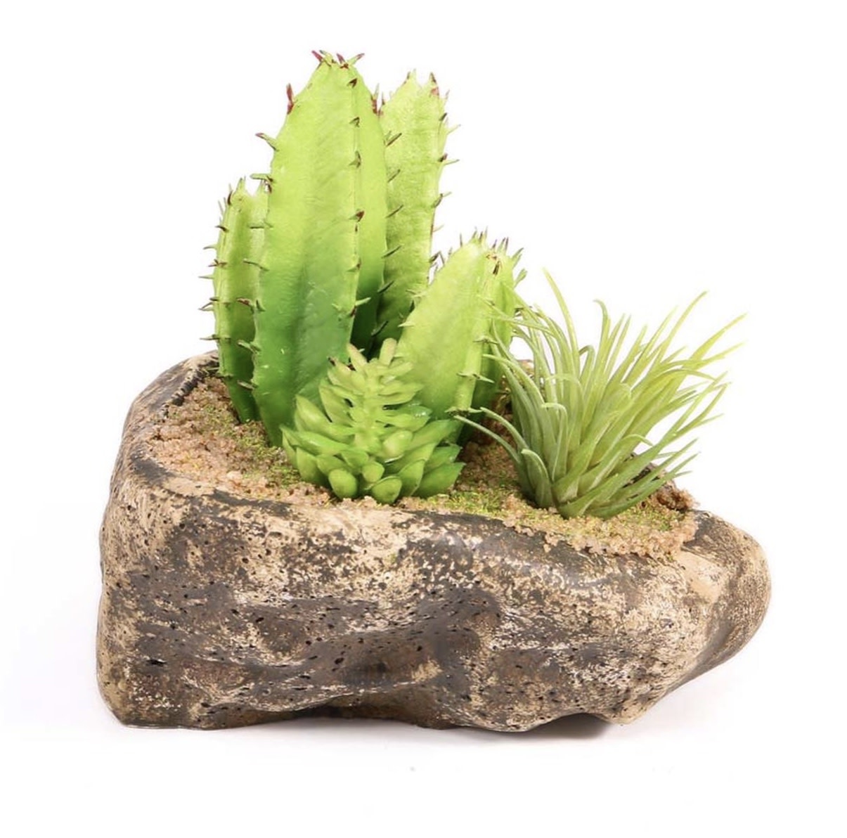 Pangea PANGEA Jardin succulent