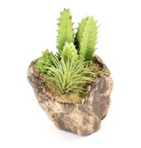 Pangea Succulent Garden