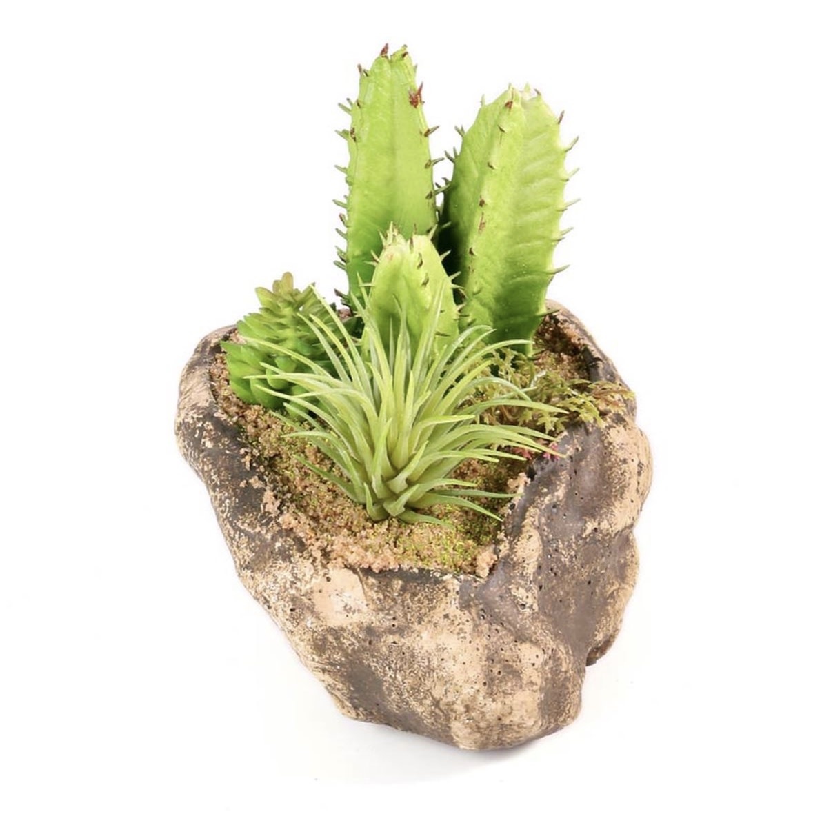Pangea PANGEA Jardin succulent