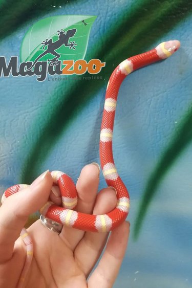 Albino Magazoo L Univers Des Reptiles Albino Magazoo L Univers Des Reptiles