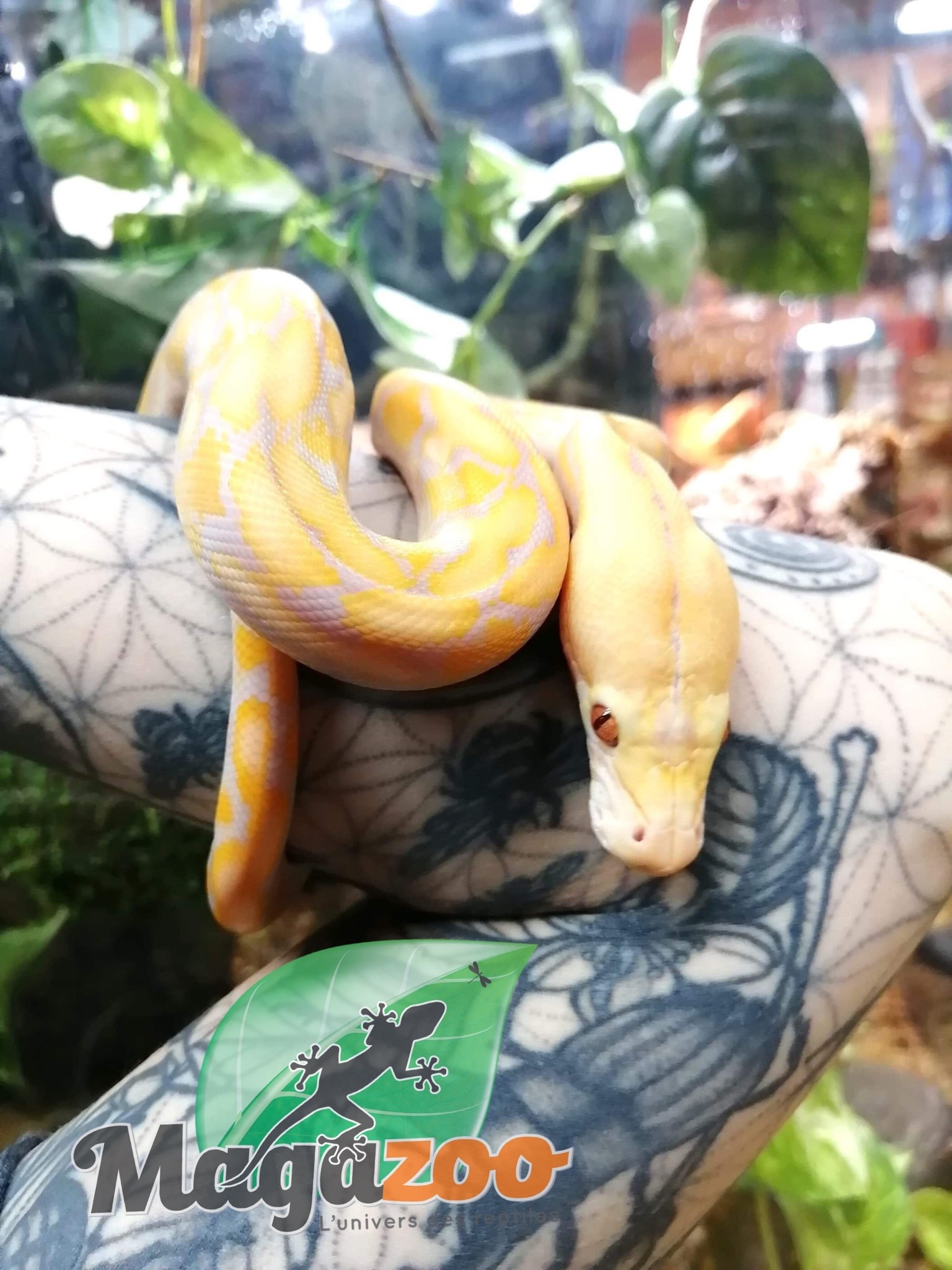 Python réticulé (Super Dwarf )Purple Albino Het. Super Tiger femelle ...