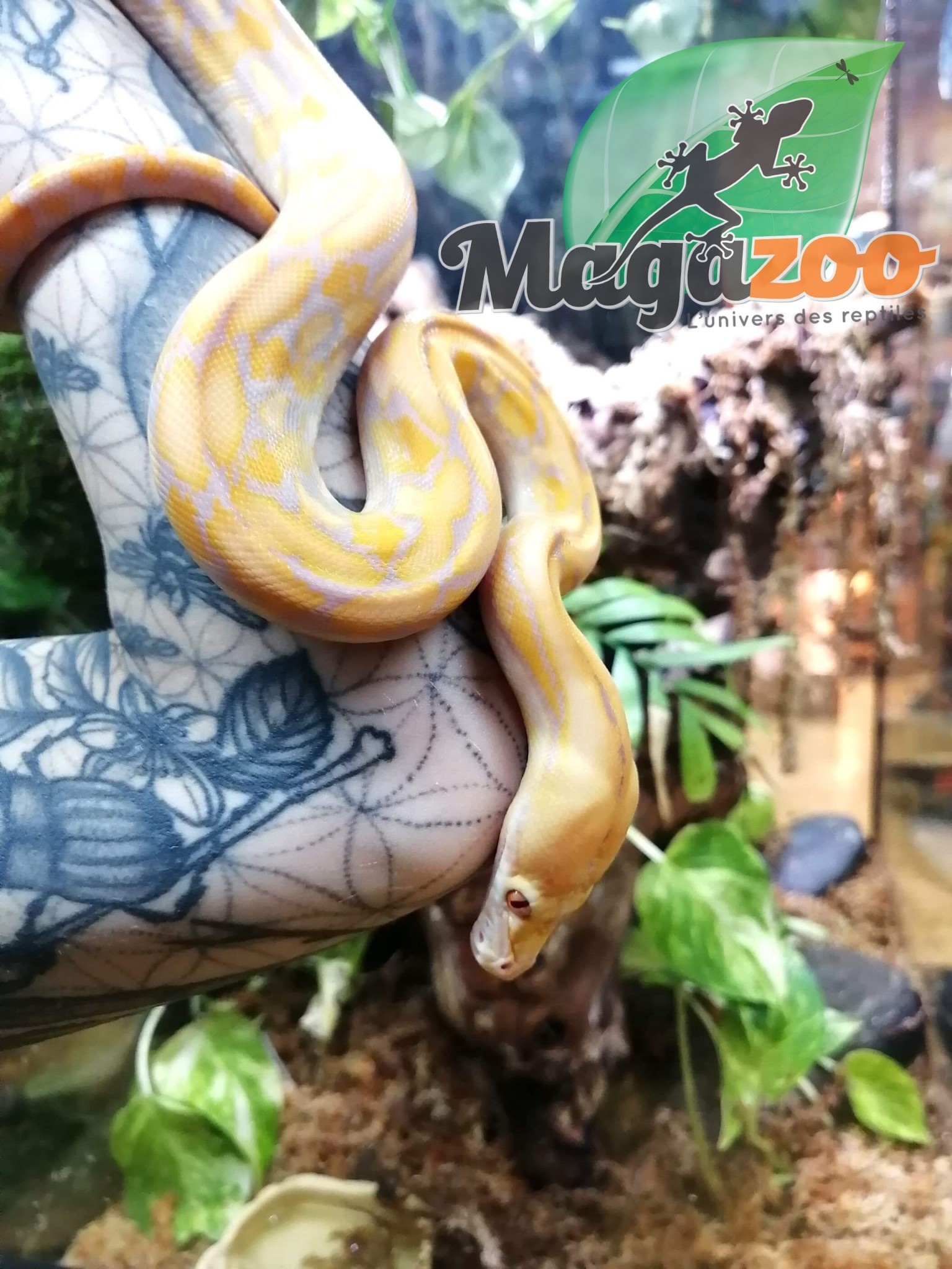 Python réticulé (Super Dwarf )Purple Albino Het. Super Tiger femelle ...