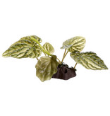 Fluval Plante Lutus petite 4''